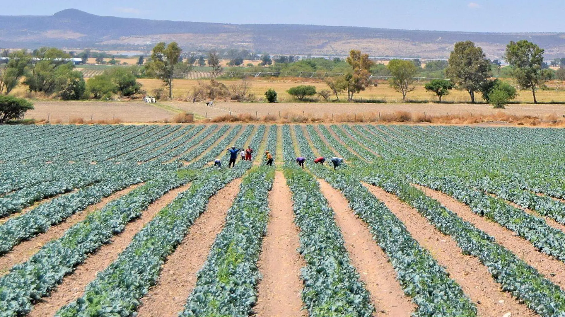 siembra campo